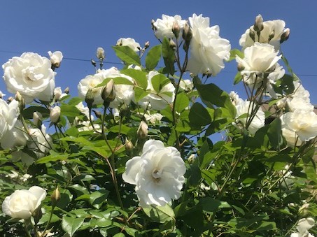 花の歳時記 5月 バラ 花の歳時記 5月 バラ