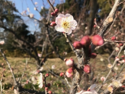花の歳時記 2月 梅の花