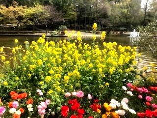 花の歳時記 3月 菜の花